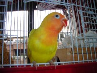 agapornis fischer dec (27K)
