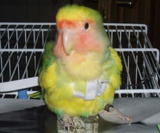 roseicolli arlequin (16K)