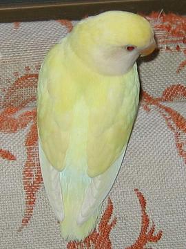 roseicolli cremino (20K)