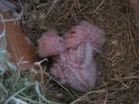 agapornis con 17 dias (49K)