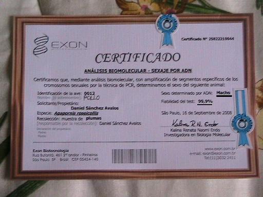 exoncertificadonio-1 (39K)