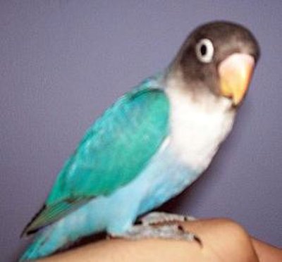 agapornis personata azul cobalto (18K)